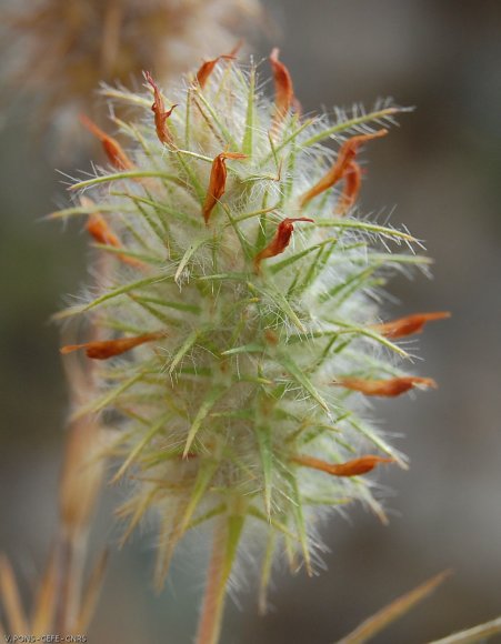 Trifolium angustifolium L. Fabaceae-Trèfle à feuilles étroites