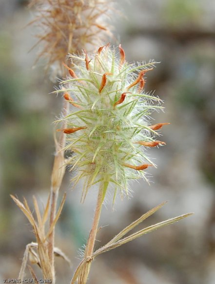 Trifolium angustifolium L. Fabaceae-Trèfle à feuilles étroites