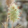 Trifolium angustifolium