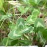 Trifolium pratense L. Fabaceae
 Trèfle commun
