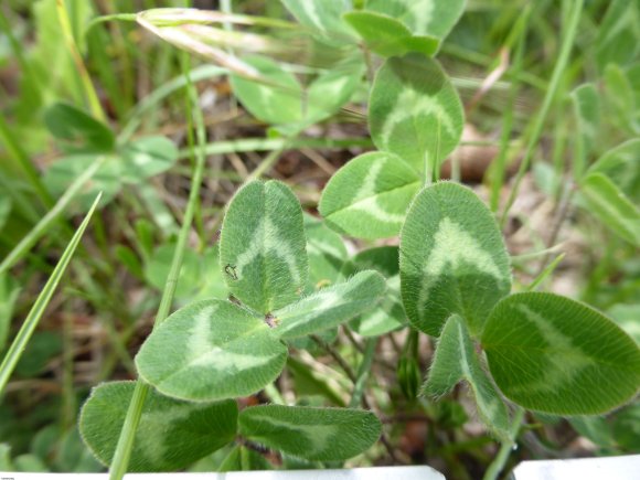 Trifolium pratense L. Fabaceae
 Trèfle commun