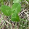 Trifolium pratense L. Fabaceae
 Trèfle commun