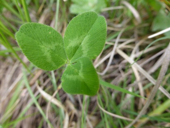 Trifolium pratense L. Fabaceae
 Trèfle commun