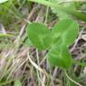 Trifolium pratense L. Fabaceae
 Trèfle commun