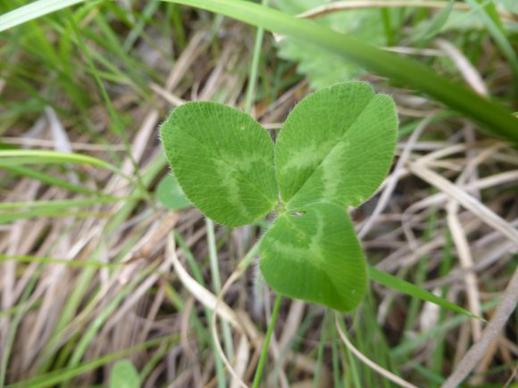 Trifolium pratense L. Fabaceae
 Trèfle commun