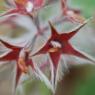 Trifolium stellatum L. Fabaceae - Trèfle étoilé