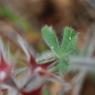 Trifolium stellatum L. Fabaceae - Trèfle étoilé