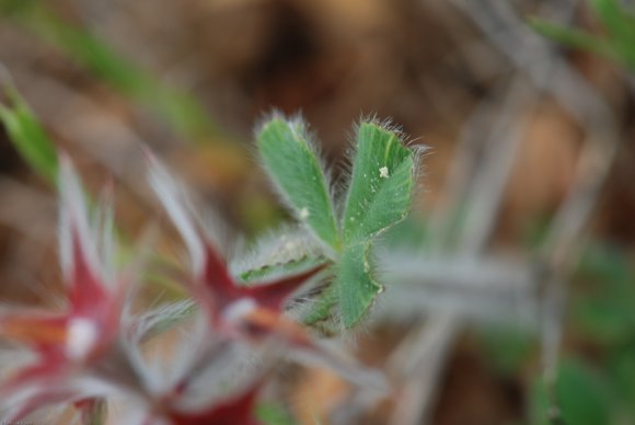 Trifolium stellatum L. Fabaceae - Trèfle étoilé