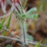 Trifolium stellatum L. Fabaceae - Trèfle étoilé