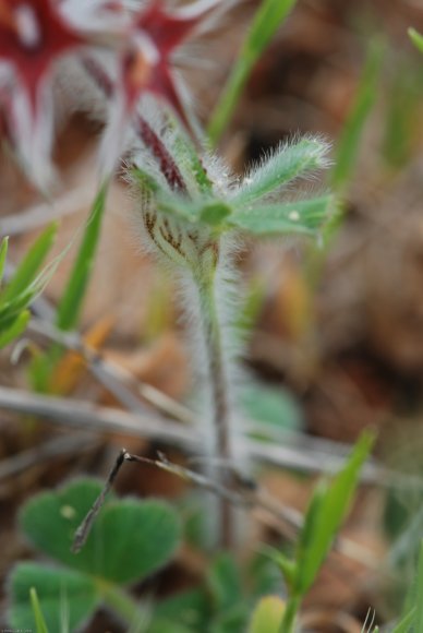 Trifolium stellatum L. Fabaceae - Trèfle étoilé