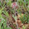 Trifolium stellatum L. Fabaceae - Trèfle étoilé