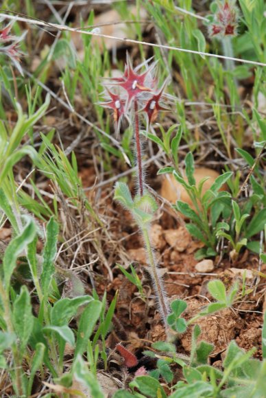 Trifolium stellatum L. Fabaceae - Trèfle étoilé