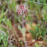 Trifolium stellatum L. Fabaceae - Trèfle étoilé