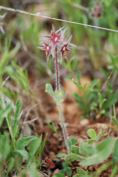 Trifolium stellatum L. Fabaceae - Trèfle étoilé