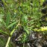Trigonella officinalis (L.) Coulot & RabauteFabaceae - Mélilot o