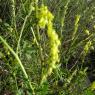 Trigonella officinalis (L.) Coulot & RabauteFabaceae - Mélilot o