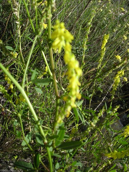 Trigonella officinalis (L.) Coulot & RabauteFabaceae - Mélilot o