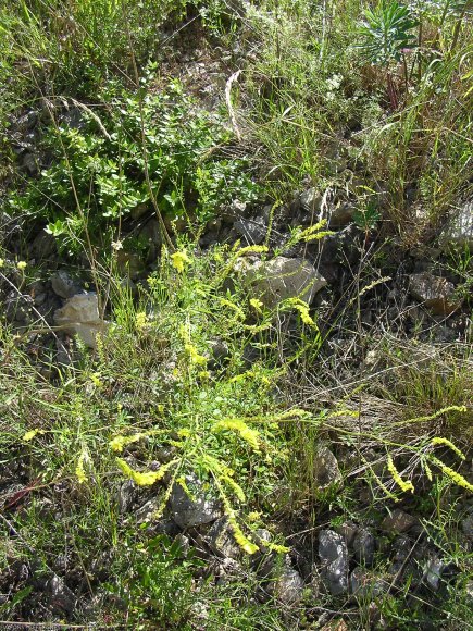Trigonella officinalis (L.) Coulot & RabauteFabaceae - Mélilot o