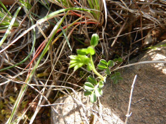 Vicia sativa L. Fabaceae - Vesce commune