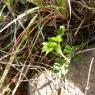 Vicia sativa