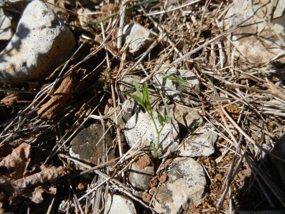 Vicia sativa L. Fabaceae - Vesce commune