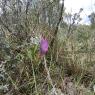 Vicia sativa L. Fabaceae - Vesce commune