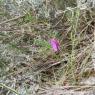 Vicia sativa L. Fabaceae - Vesce commune