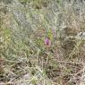 Vicia sativa L. Fabaceae - Vesce commune