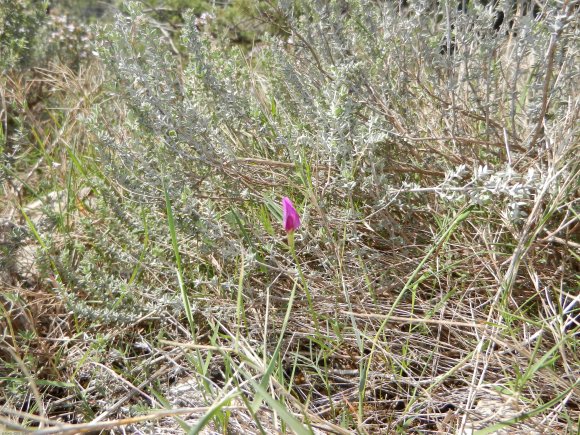 Vicia sativa L. Fabaceae - Vesce commune