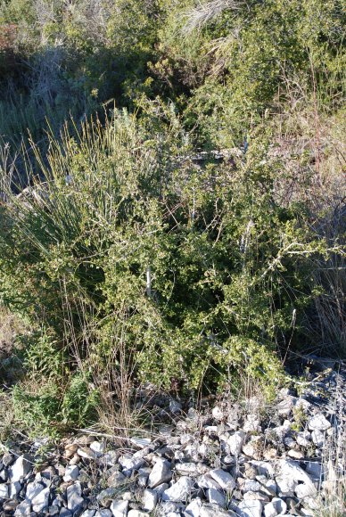 Quercus coccifera L. Fagaceae - Chêne kermes