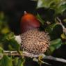 Quercus coccifera L. Fagaceae - Chêne kermes