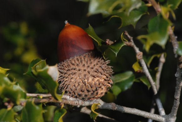 Quercus coccifera L. Fagaceae - Chêne kermes