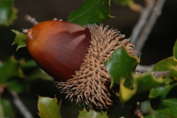 Quercus coccifera L. Fagaceae - Chêne kermes