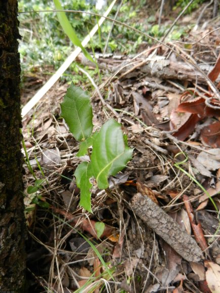 Quercus ilex L. Fagaceae - Chêne vert