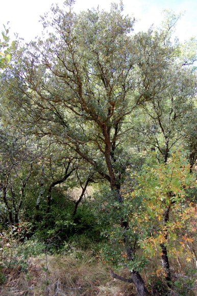 Quercus ilex L. Fagaceae - Chêne vert