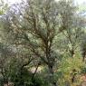 Quercus ilex