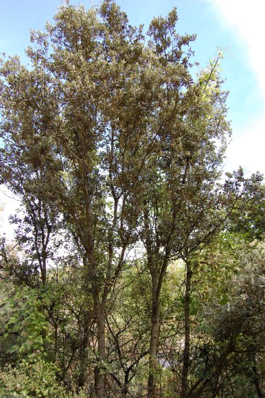 Quercus ilex L. Fagaceae - Chêne vert