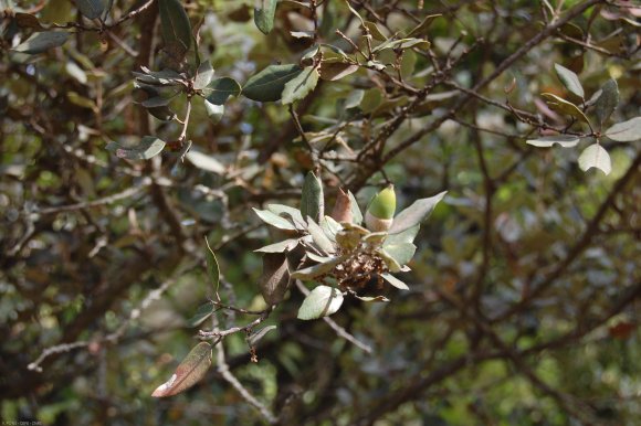 Quercus ilex L. Fagaceae - Chêne vert