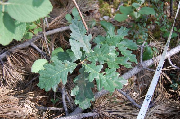 Quercus pubescens Willd Fagaceae - Chêne blanc