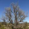 Quercus pubescens Willd Fagaceae - Chêne blanc