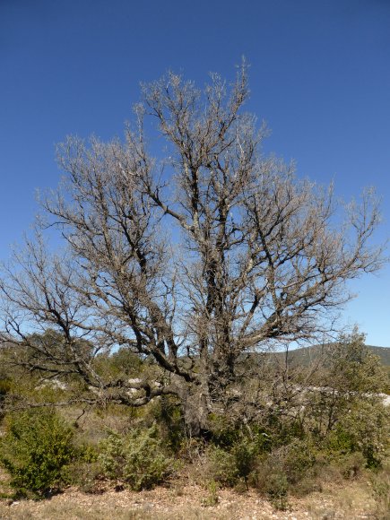 Quercus pubescens Willd Fagaceae - Chêne blanc