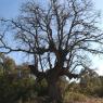 Quercus pubescens Willd Fagaceae - Chêne blanc