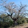 Quercus pubescens Willd Fagaceae - Chêne blanc