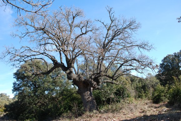 Quercus pubescens Willd Fagaceae - Chêne blanc