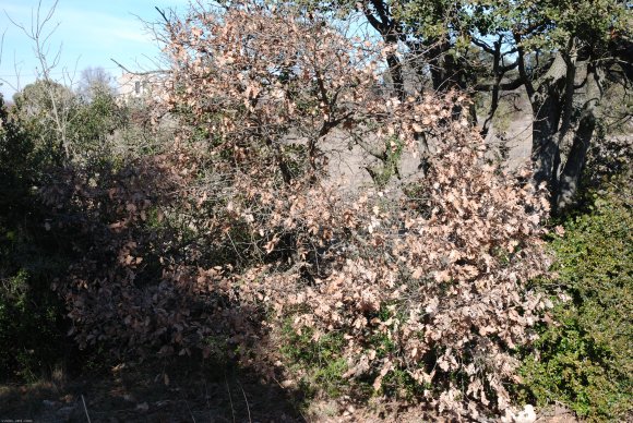 Quercus pubescens Willd Fagaceae - Chêne blanc