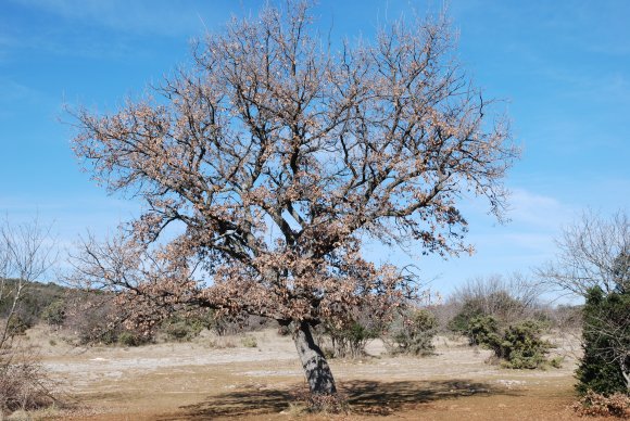 Quercus pubescens Willd Fagaceae - Chêne blanc