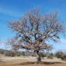 Quercus pubescens Willd Fagaceae - Chêne blanc