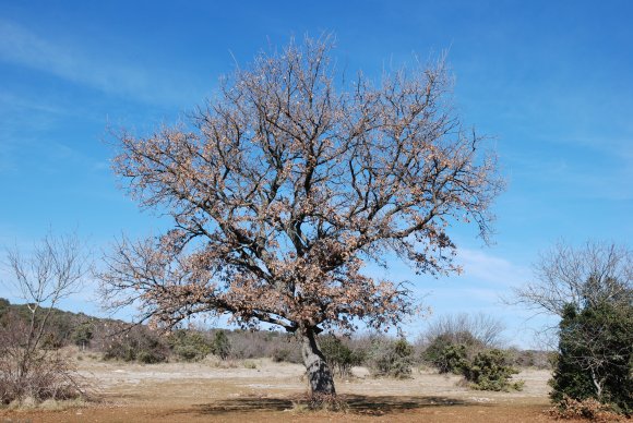 Quercus pubescens Willd Fagaceae - Chêne blanc