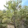 Quercus pubescens Willd Fagaceae - Chêne blanc