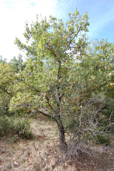 Quercus pubescens Willd Fagaceae - Chêne blanc